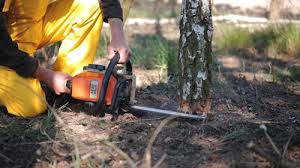 Best Emergency Tree Removal  in Oakwood, IL